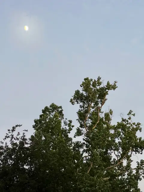 Moonlight meets the tranquil trees.